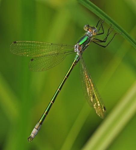 Male
18 June 2014 Rusk, WI